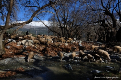 Πλατανόδασος Ολύμπου