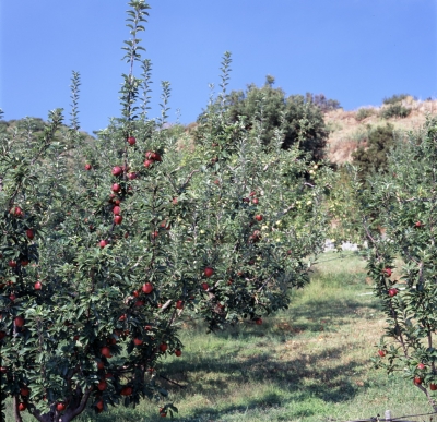 Αγιά Μελιβοία38